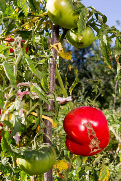 istock A large red tomato Matures in the garden on a bed. 1040446512