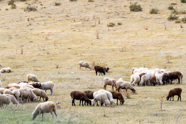 istock a flock of sheep grazing on the hill. 1040446556