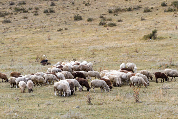 istock a flock of sheep grazing on the hill. 1040446640
