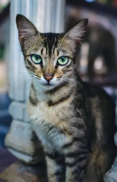 Cute cat staring at the camera.