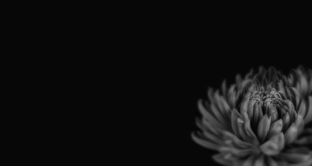 istock Dahlia flower on black background 1040451004