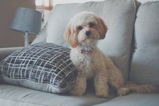 Cute puppy on couch Cute cavalier King Charles spaniel mixed with a poodle sitting on couch. dre stock pictures, royalty-free photos & images