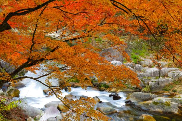 ruisseau de montagne avec des feuilles de l’automne. - parc national de daisetsuzan photos et images de collection
