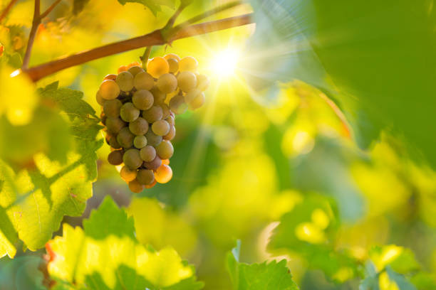 istock Bunch of grapes on a vineyard during sunset. 1040454114