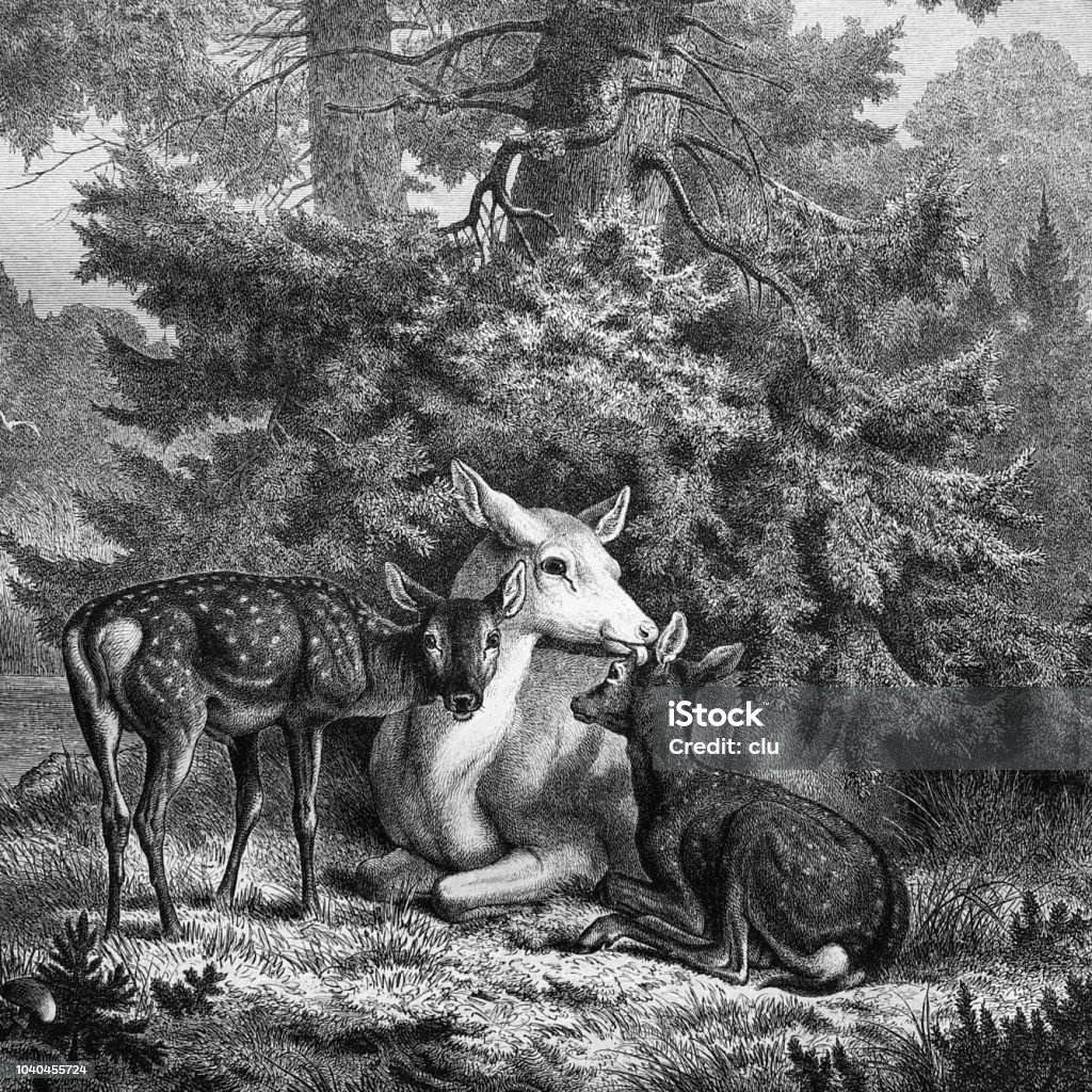 Deer family in the forest Illustration from 19th century Animal Wildlife stock illustration