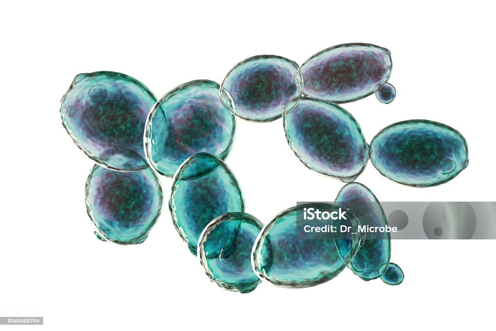 Saccharomyces cerevisiae yeast Saccharomyces cerevisiae yeast, 3D illustration with clipping path. Microscopic fungi, baker's or brewer's yeast, are used as probiotics to restore normal flora of intestine Baker's Yeast Stock Photo