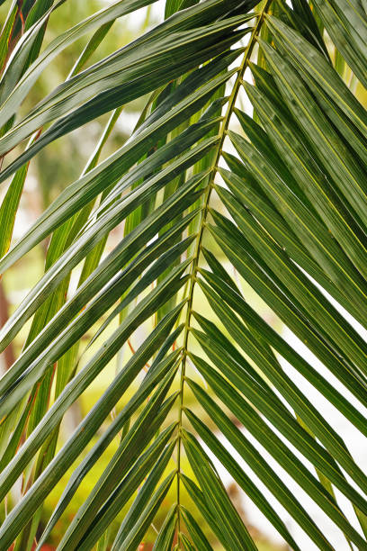 istock Leaf of a tropical green palm closeup 1040455966