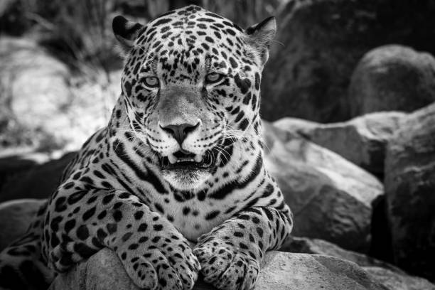 istock El Santo the Jaguar 1040456018