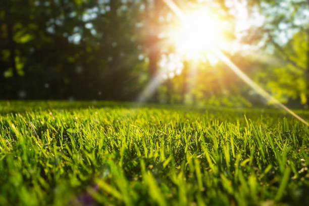 Tranquil fresh grass for growth and water concept mother nature.  Copy space for text.