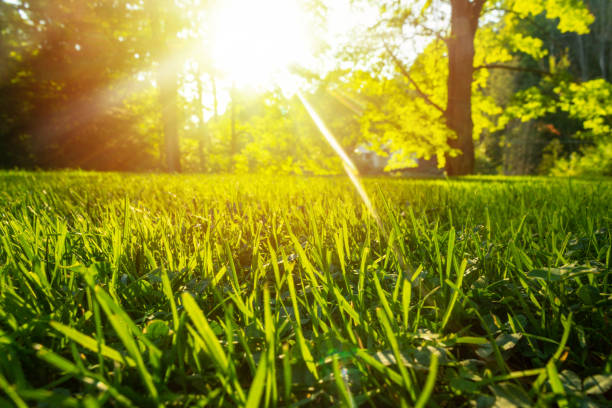 istock Tranquil fresh grass for growth and water concept mother nature.  Copy space for text. 1040458854