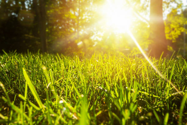 istock Tranquil fresh grass for growth and water concept mother nature.  Copy space for text. 1040458868