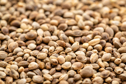 background of organic dried hemp seeds with a selective focus