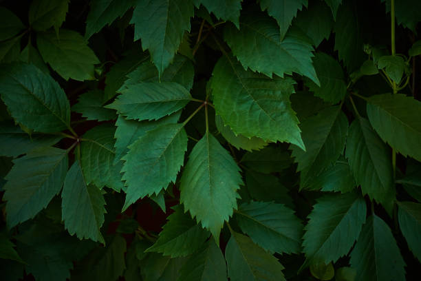 istock Boston ivy green background 1040461388