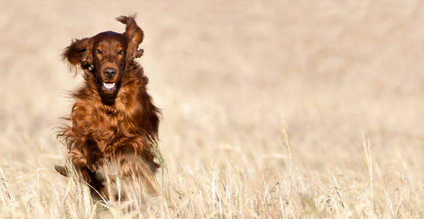 istock Happy pet dog running in the field 1040461418