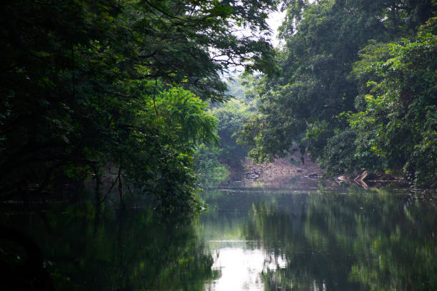 istock View of Mithi river covered with trees from both sides in Mumbai 1040464342