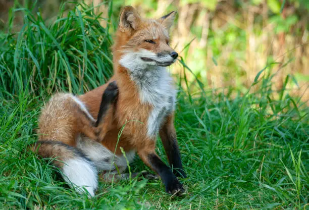 Beautiful red fox (Vulpes vulpes) scratching his fur on a meadow.