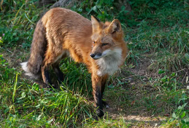 Beautiful red fox (Vulpes vulpes) standing in a forest in the last sunlight.