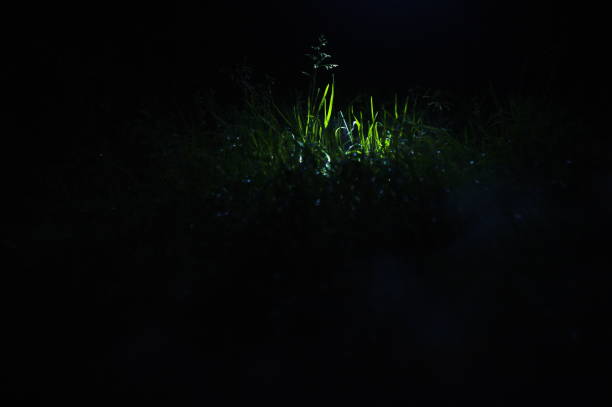 istock Small part of grass field with spotlighted 1040464740