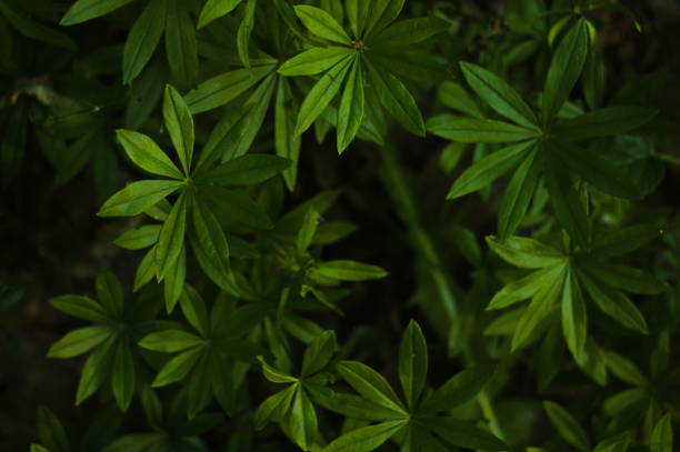 Picture of sweetscented bedstraw from high angle