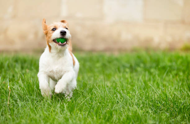 istock Happy pet dog puppy playing with ball 1040465332