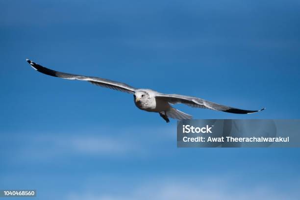 Flying Bird Stock Photo - Download Image Now - Bird, California, Clear Sky