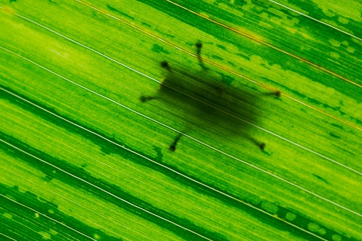 Shadow of insect's legs on bright green leaf.