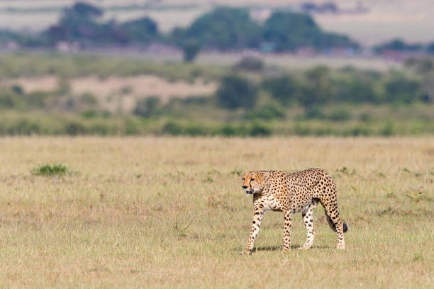 istock Cheetah walking at the savanna 1040472420