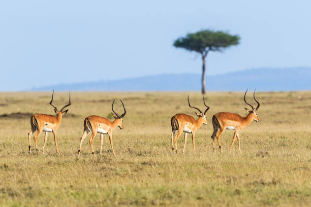 istock Impala antelope walk in savannah 1040472452