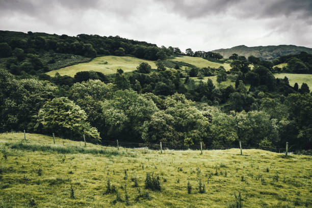 Green pasture, hills and tress