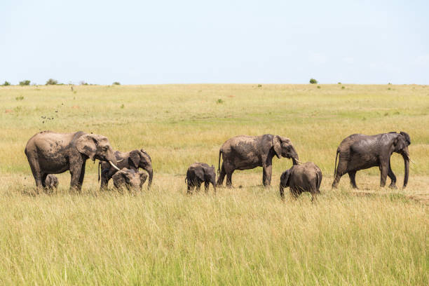 istock Elephants at a small watering hole on the savanna 1040472584