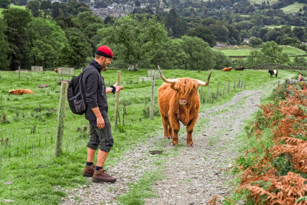 homem e peluda vaca das terras altas - scottish cuisine - fotografias e filmes do acervo