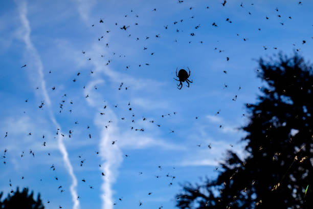 Spider in web with a wasp wrapped in silk