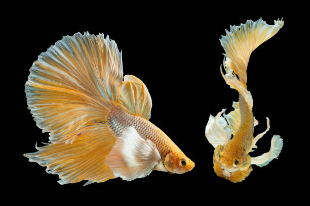 istock Betta Siamese fighting fish, Betta splendens , popular aquarium fish. Big ears dumbo Golden yellow glossy half moon long tail Betta Fighting motion face isolated on black 1040480398