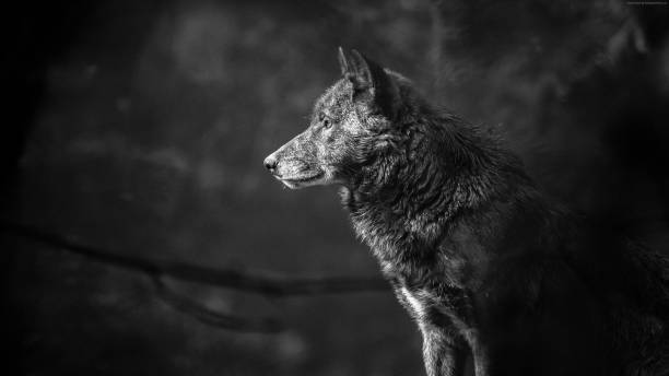 wolf 4k hd hammad kontributor - contributor potret stok, foto, & gambar bebas royalti