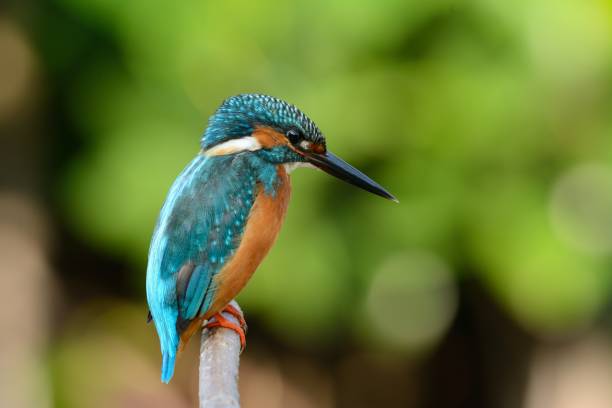 istock male common kingfisher 1040486914