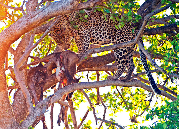 A large male leopard adjusts an Impala antelope kill in the branches of a tree - one of the big cats of the Big Five in the shade from the sun and flies but protecting its meal in Serengeti National Park, just one of the national park wildlife environments replete with numerous wild animals in Tanzania, Africa