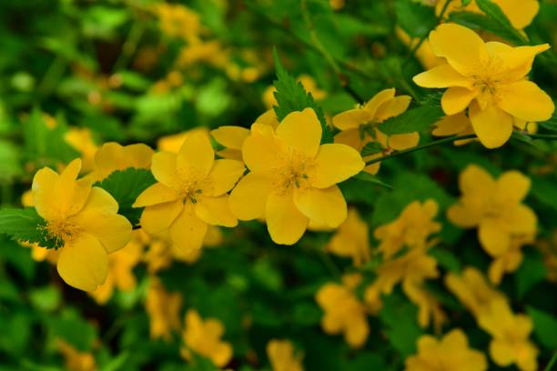 istock Kerria japonica / Japanese kerria 1040490034