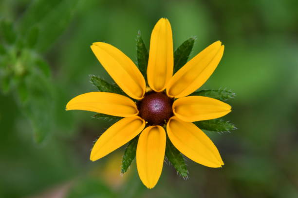 istock Black-Eyed Susan 1040491224