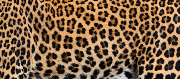 istock Detail skin of leopard. 1040491326