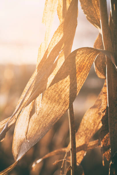 Yellow cornstalks against blue sky in autumn - nature background