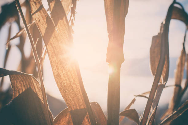 Close-up on dry corn stalks with beautiful sunlight