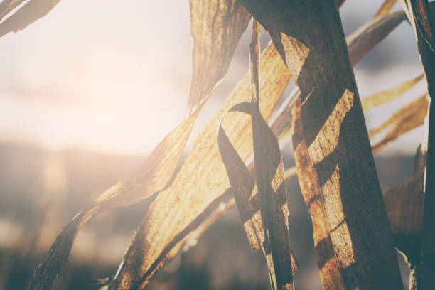 Close-up on dry corn stalks with beautiful sunlight