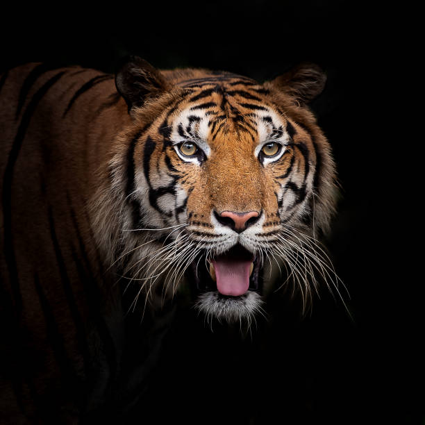 istock Portrait of tiger. 1040493788