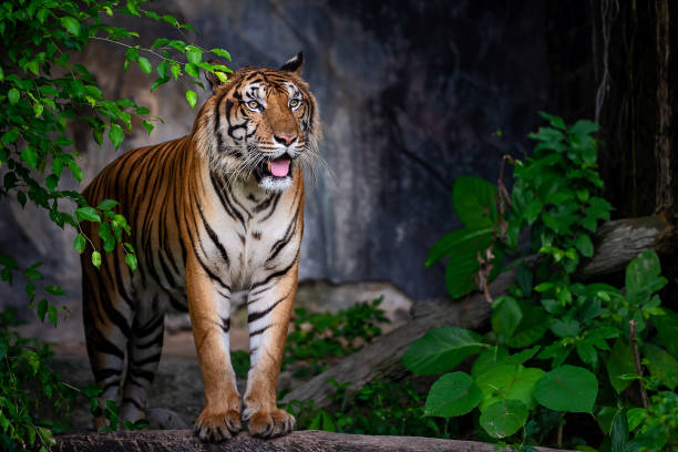 istock Portrait of tiger. 1040493814