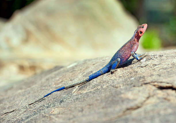 istock Rainbow Agama Lizard profile, Serengeti National Park, Tanzania 1040494012