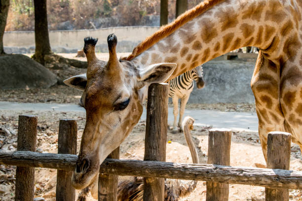 istock Giraffe in the zoo waiting for animal feed. 1040495426