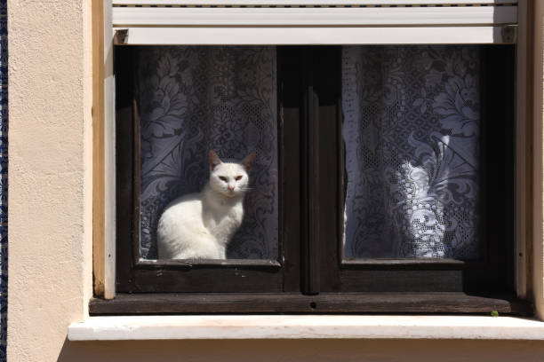 istock Cat basking in a window in Aveiro, Portugal 1040495520