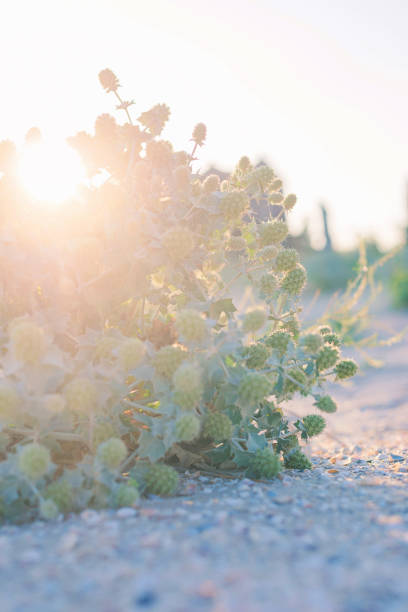 Green prickle grows on the beach sand. Eryngium bush grows on desert beach sand. Sunset view.
