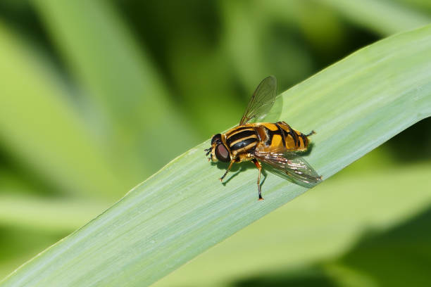 Great Swamp Floating Fly Nature - Free photo on Pixabay