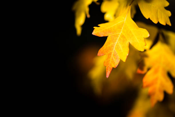 秋の色  - autumn leaf flash ストックフォトと画像
